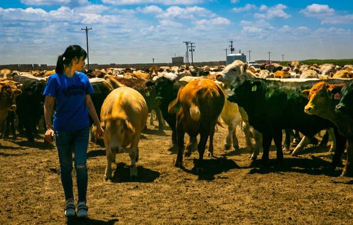 Cattle at the Colorado ranch